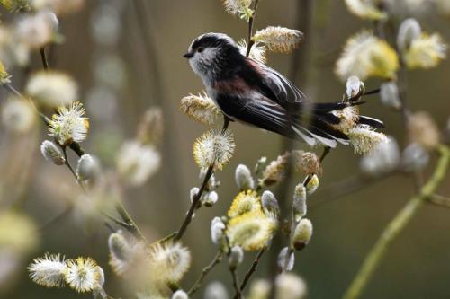 Mésange à longue queue