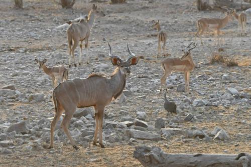 Koudous du Zambèze, impalas, pintade