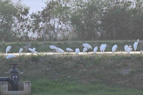 Grandes aigrettes, Aigrettes intermédiaires
