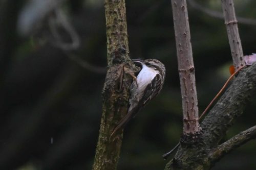 Grimpereau des jardins