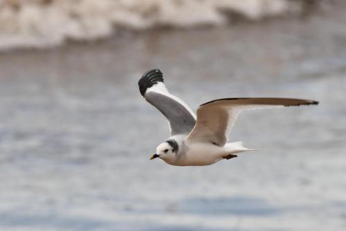 Mouette de Sabine