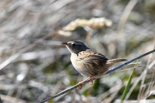 Troglodyte à bec court