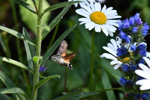 Moro-Sphinx (Macroglossum stellatarum)