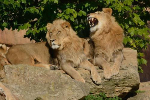Lions d'Afrique du Sud