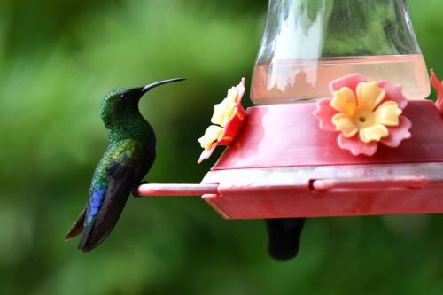 Colibri falle vert