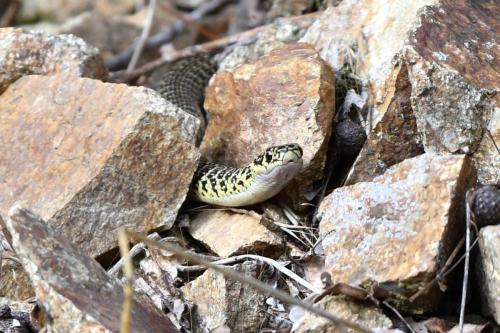 Couleuvre verte et jaune