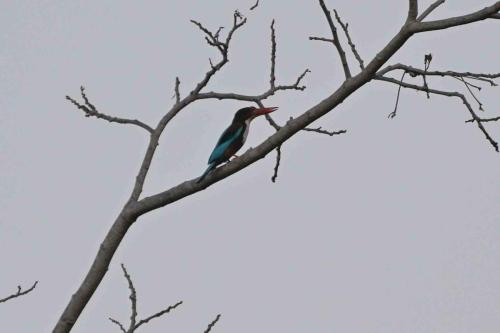 Martin-chasseur de Smyrne