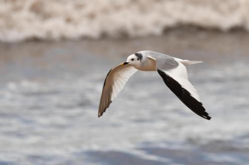 Mouette de Sabine