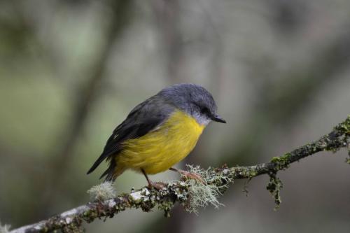 Miro à poitrine jaune