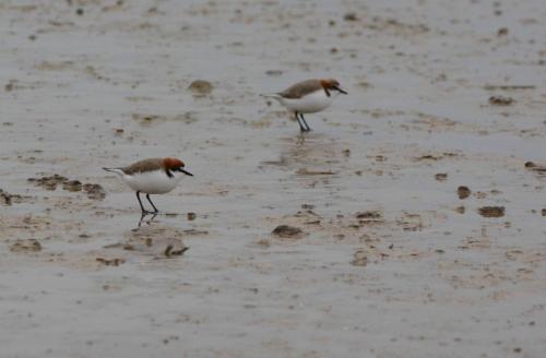 Gravelot à tête rousse