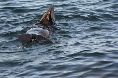 Otarie à fourrure de Nouvelle-Zélande