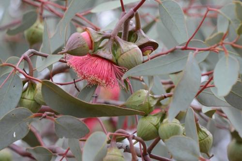 On peut voir les différentes étapes de floraison