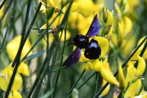 Xylocope violacée (Xylocopa violacea