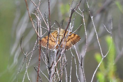 Phalène picotée (Ematurga atomaria)