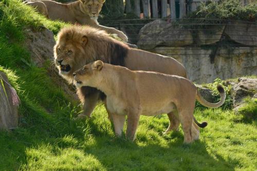 Lions d'Afrique du Sud