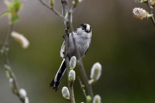 Mésange à longue queue
