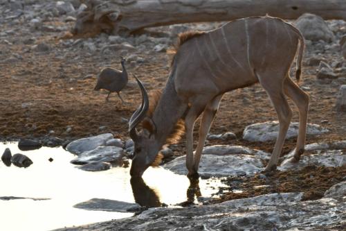 Koudou du Zambèze, pintade