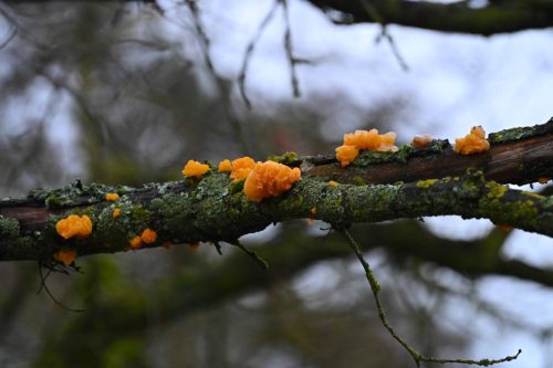 Trémelle mésentérique