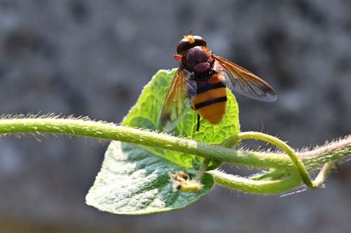 Volucelle zonée (Volucella zonaria)