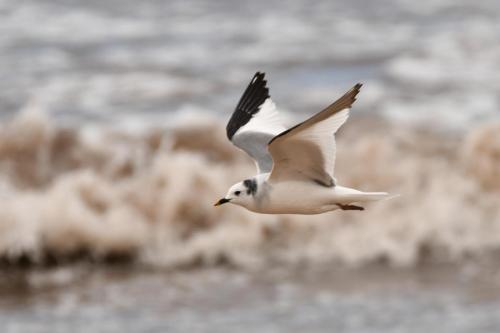 Mouette de Sabine
