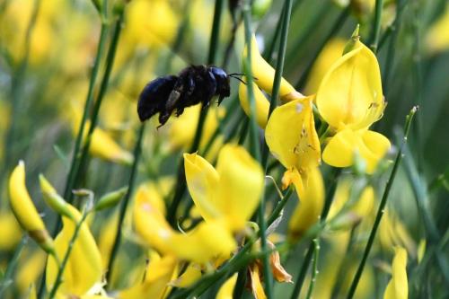 Xylocope violacée (Xylocopa violacea