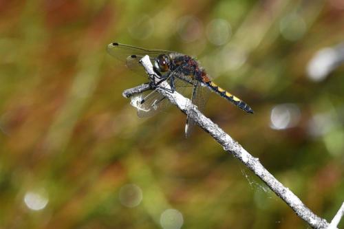 Leucorrhine à gros thorax (femelle) (Leucorrhinia pectoralis)