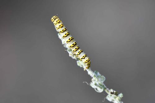 Cucullie du Bouillon blanc (Cucullia verbasci)