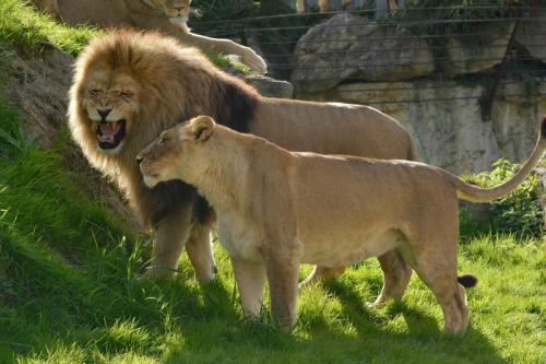 Lions d'Afrique du Sud