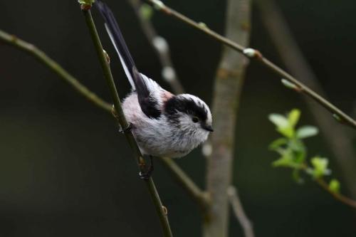 Mésange à longue queue