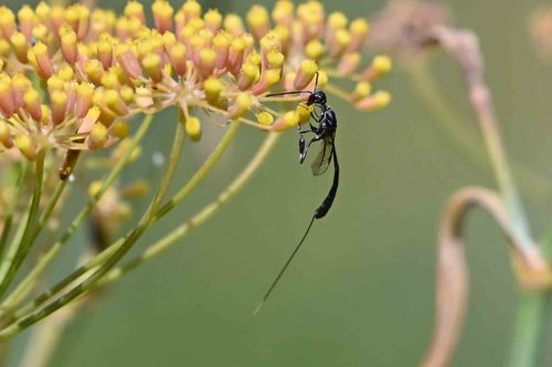Ichneumon