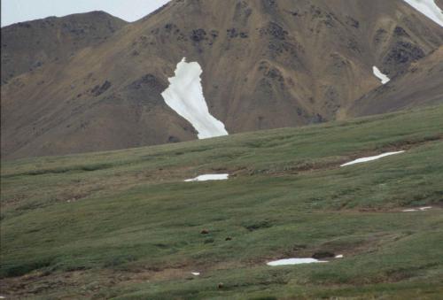 Parc national de Denali - 3 grizzlys