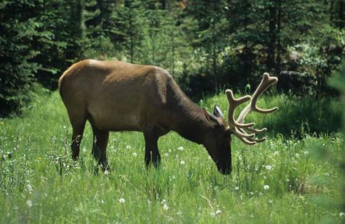 Wapiti
