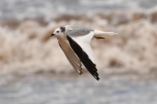 Mouette de Sabine