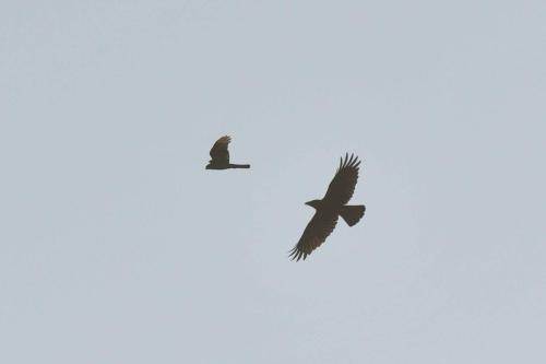 Corneille noire et Epervier d'Europe