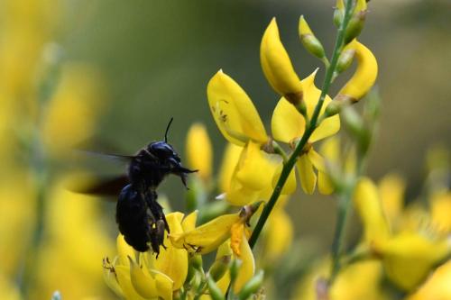 Xylocope violacée (Xylocopa violacea