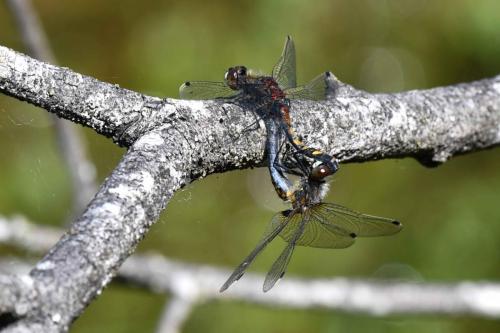 Leucorrhine à gros thorax (Leucorrhinia pectoralis)