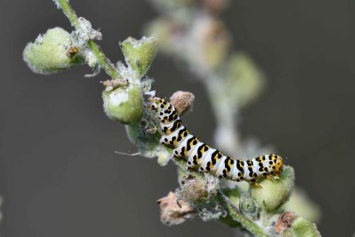 Cucullie du Bouillon blanc (Cucullia verbasci)