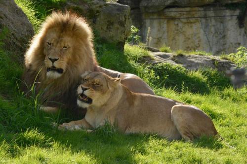 Lions d'Afrique du Sud