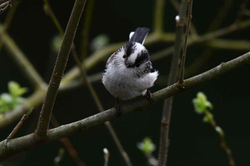 Mésange à longue queue