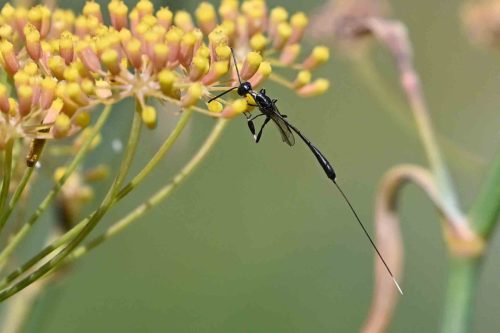 Ichneumon