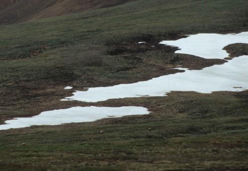 Parc national de Denali - 3 grizzlys