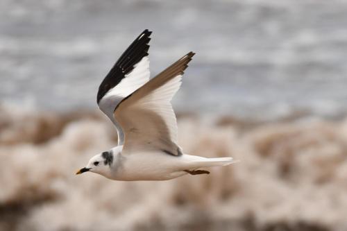 Mouette de Sabine
