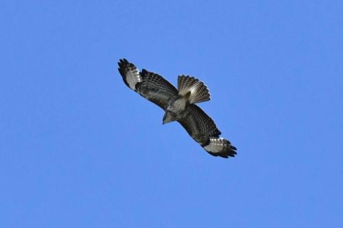 Buse variable