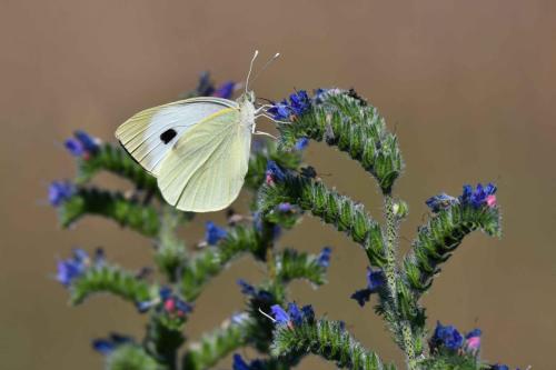 Piéride du chou (Pieris brassicae)