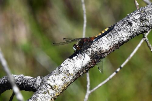 Leucorrhine à gros thorax  (Leucorrhinia pectoralis)