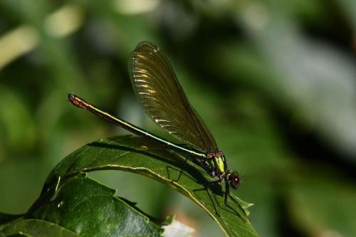 Caloptéryx vierge (Calopterix virgo) femelle