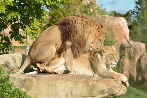 Lions d'Afrique du Sud