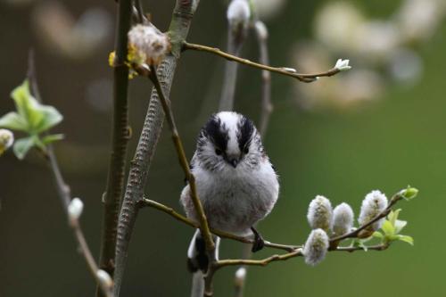 Mésange à longue queue