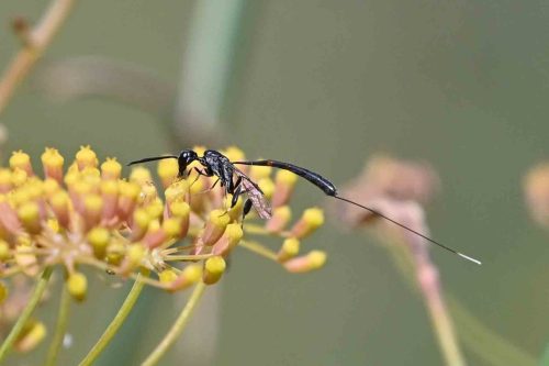Ichneumon