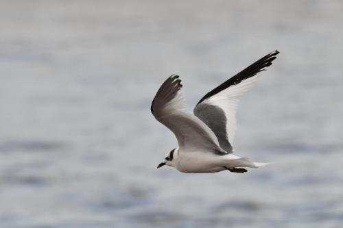 Mouette de Sabine